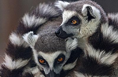 管理猫咪家园《喵星总动员》将于8月17日Steam开测